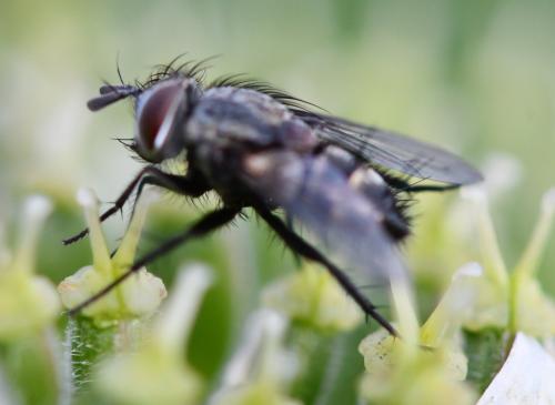 Carcelia lucorum